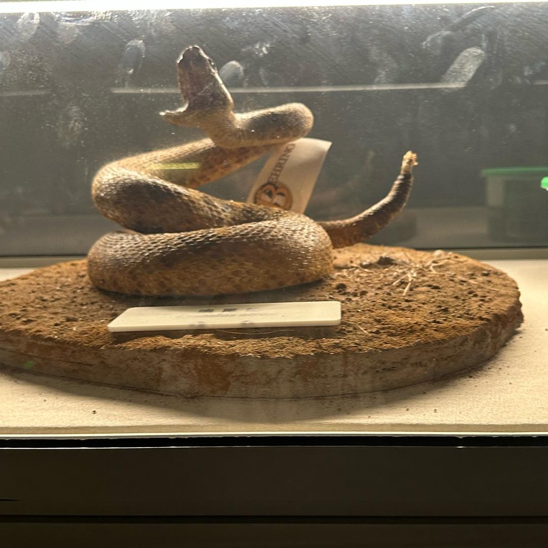 襄阳新能源 小乔