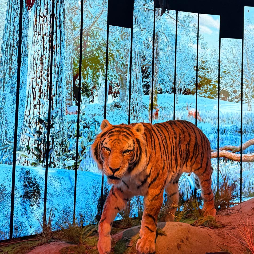 🐯b勺子小游戏