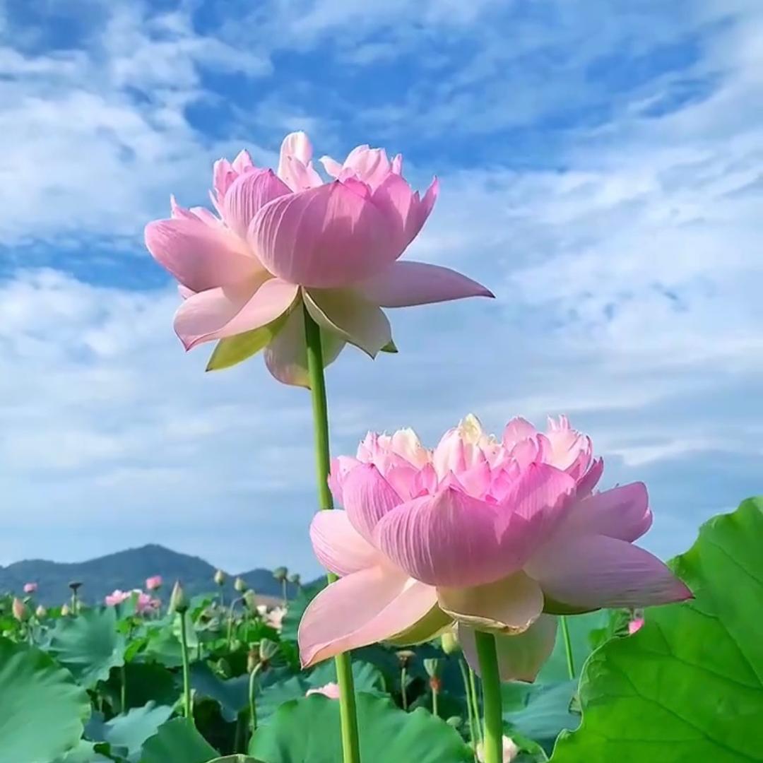 云朵