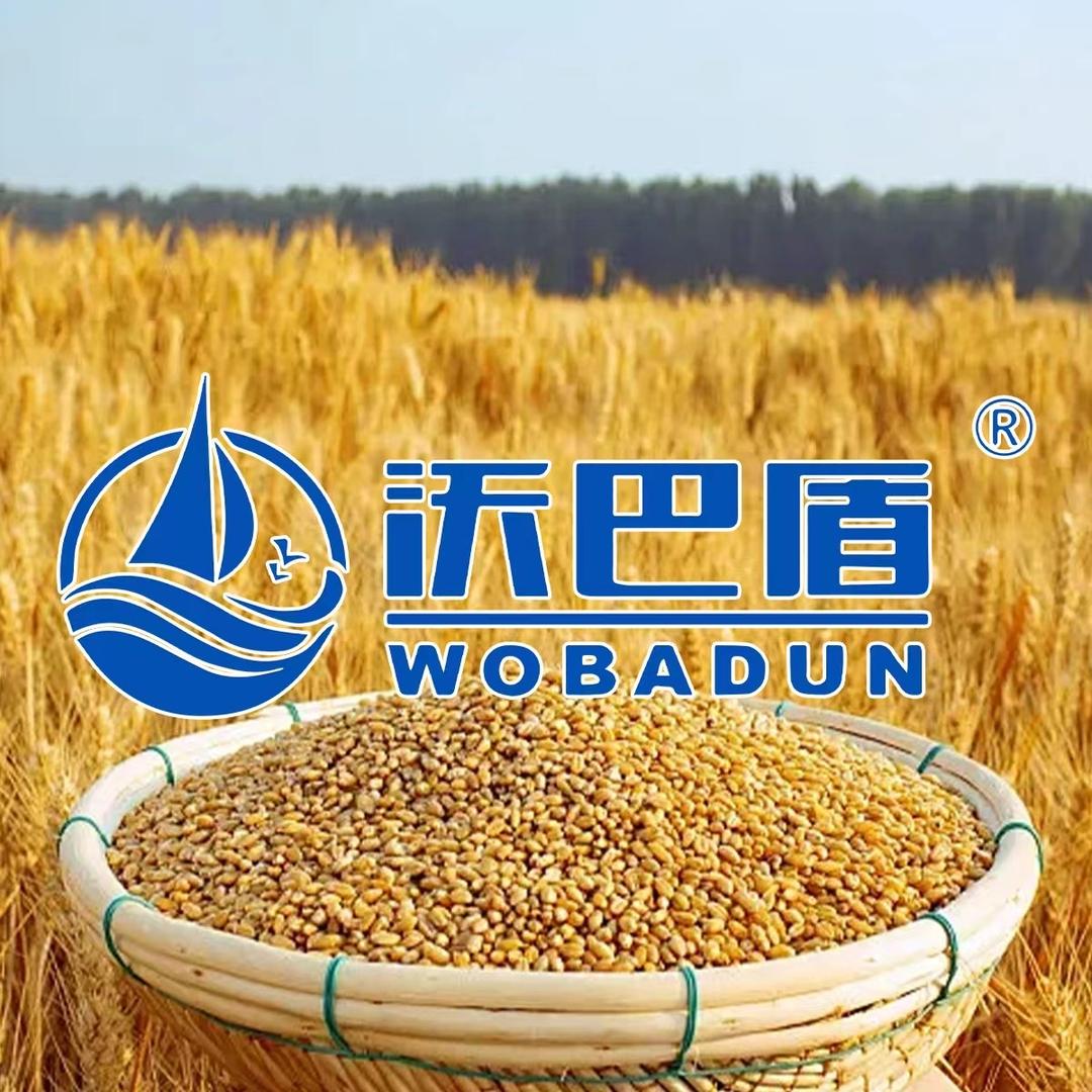 沃巴盾麦黄金源头工厂