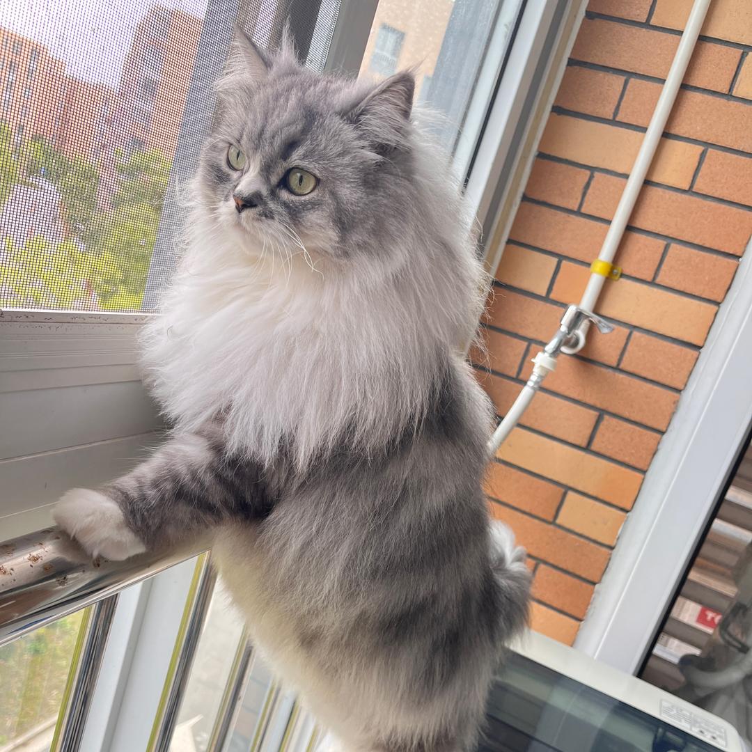 热美式