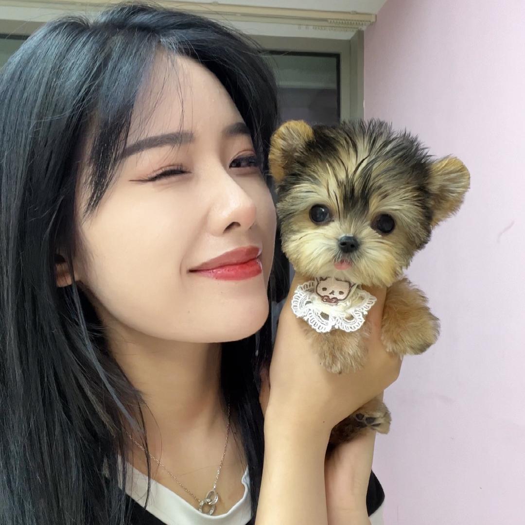 上海大莹家约克夏💕