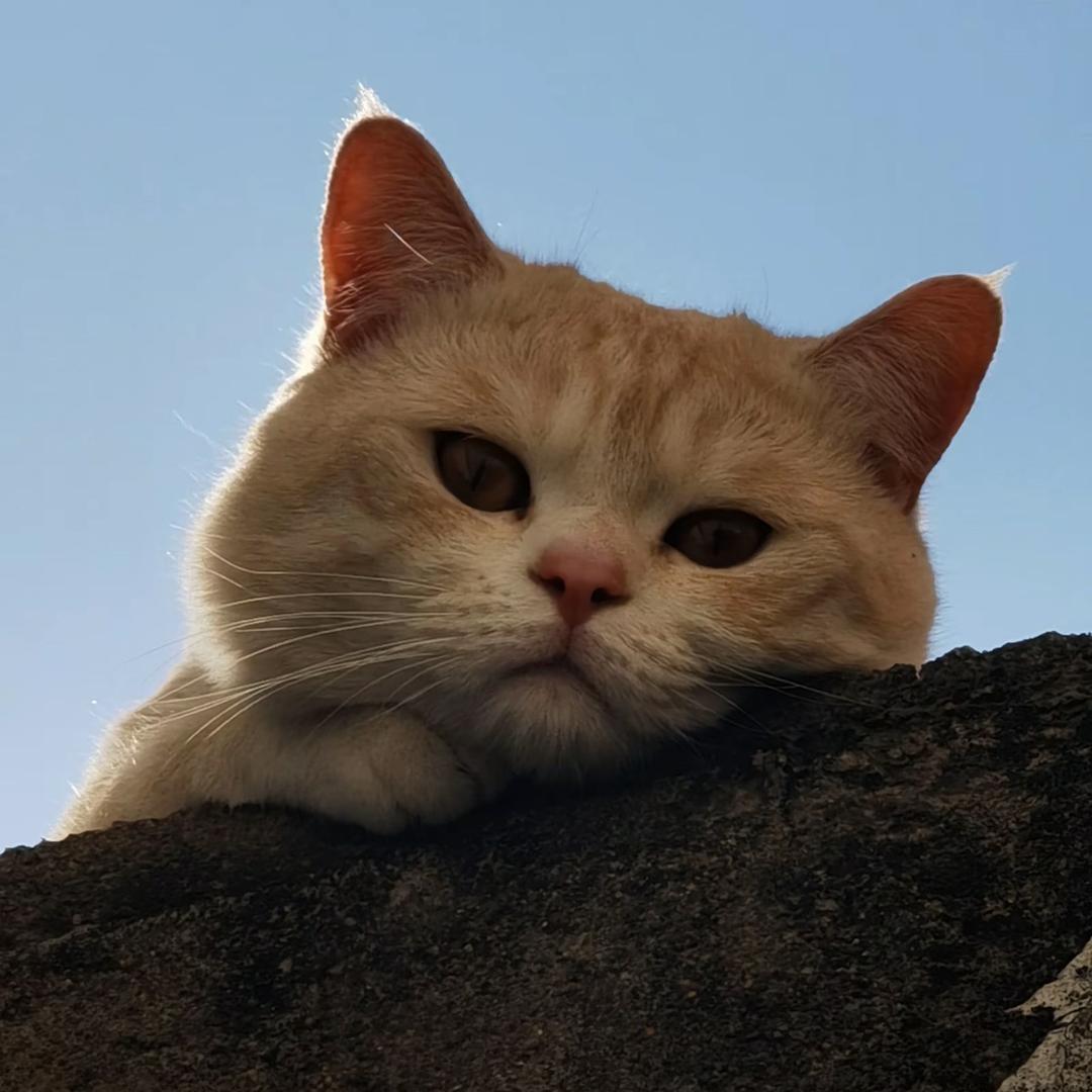 默