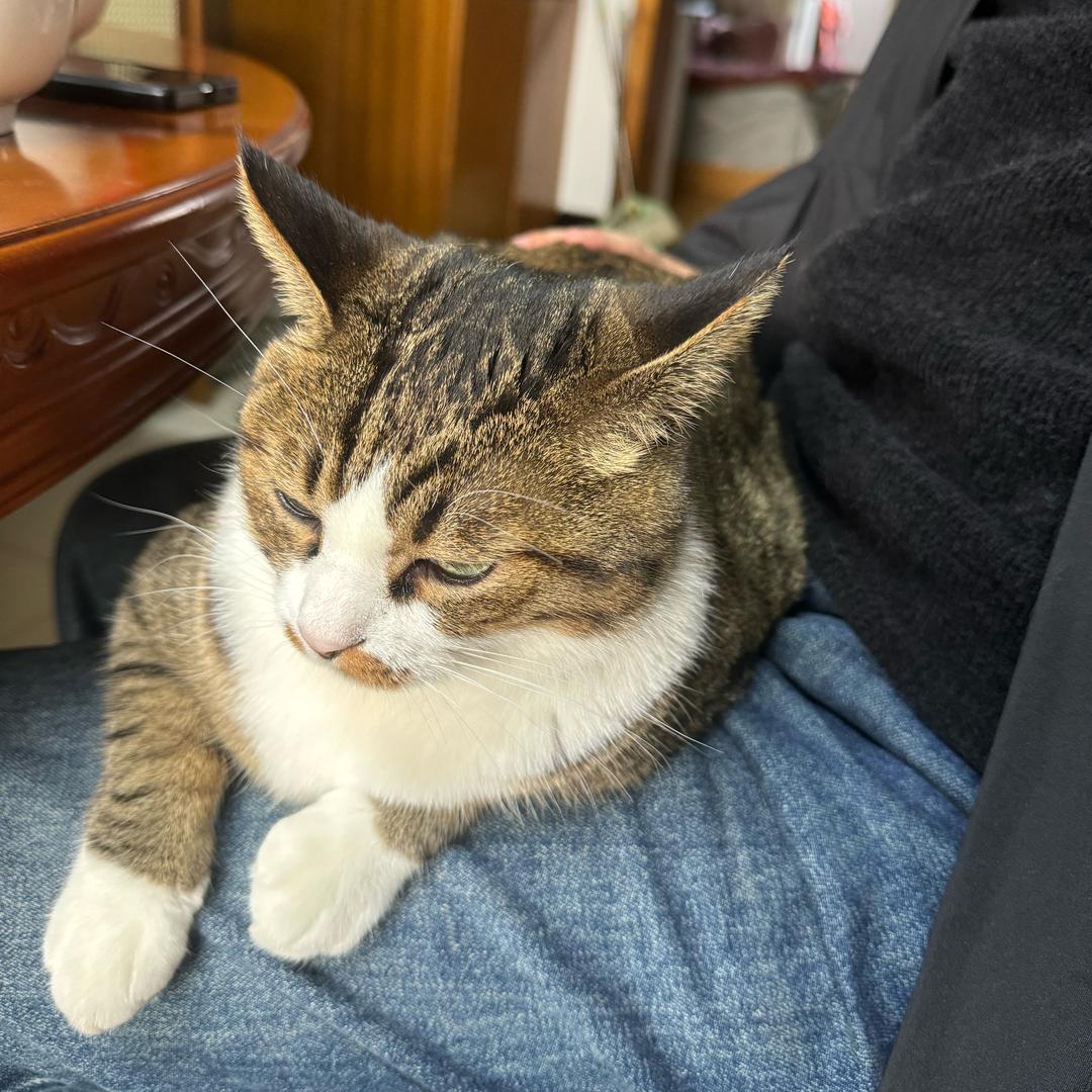 呼延萌