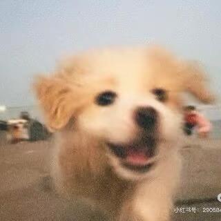 风中残烛