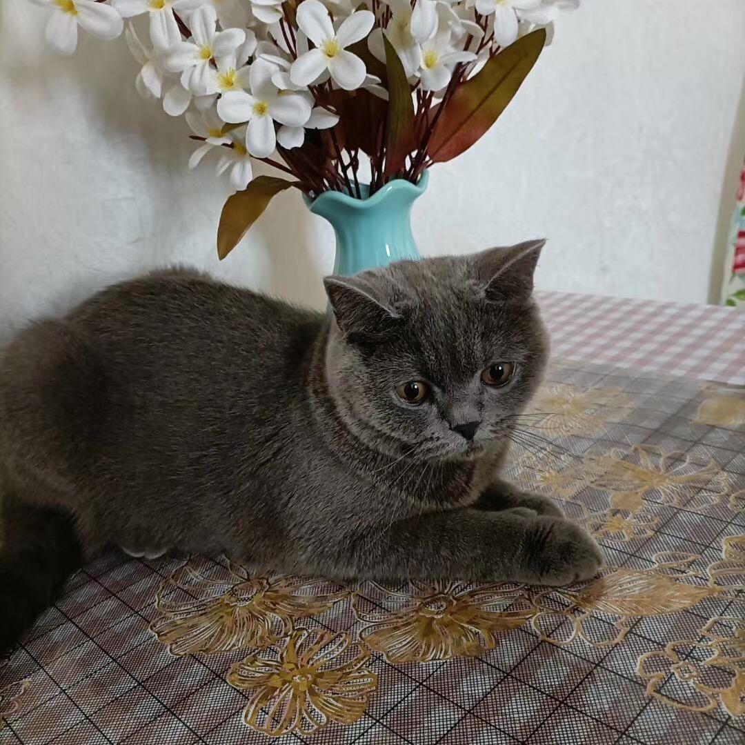 专业安装种植，养殖棚