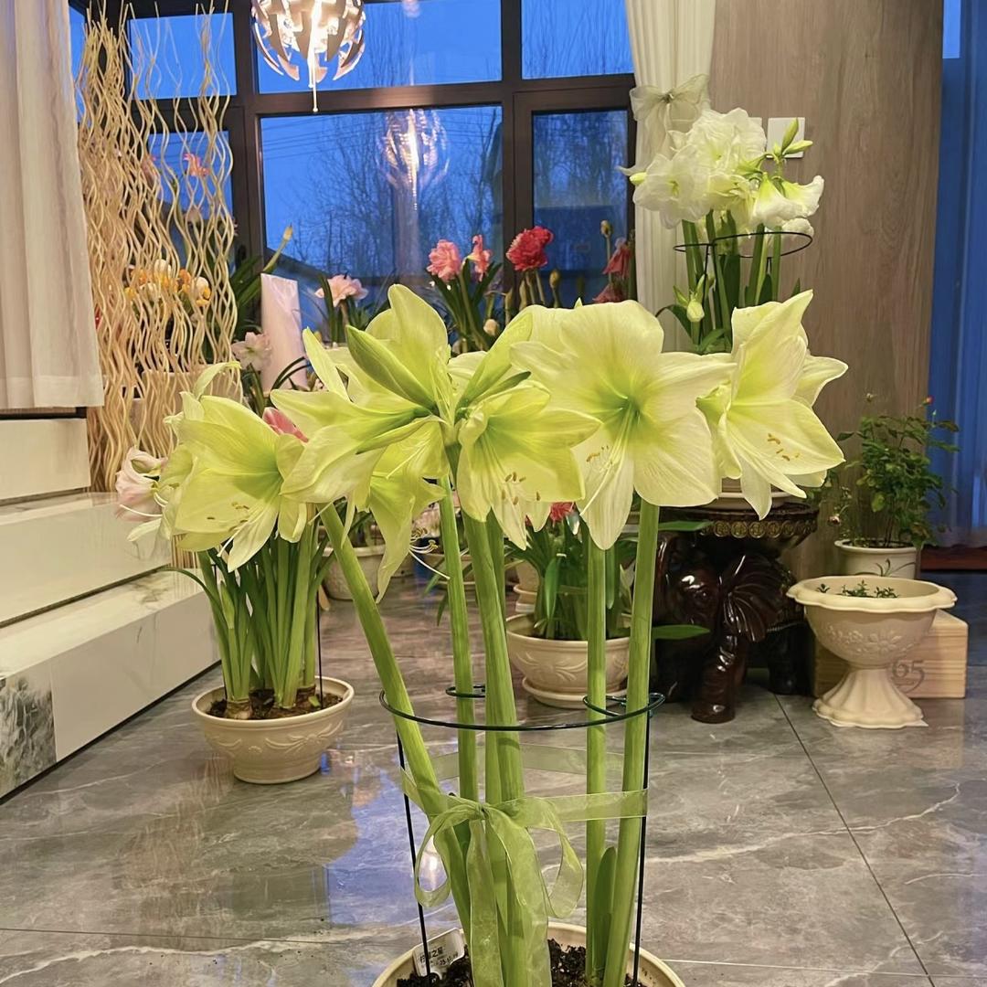 遇见幸福花之苑