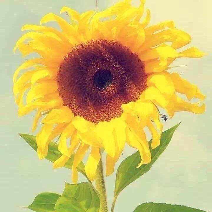 徐德兰卍
