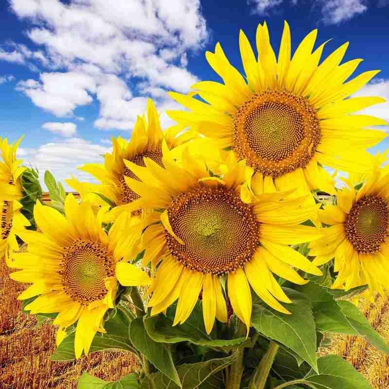 向日葵🌻