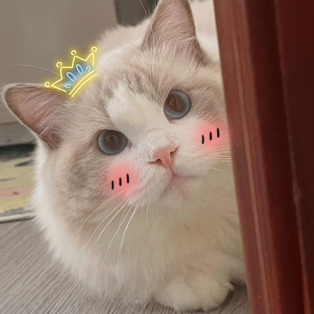 二狗是只猪咪呀