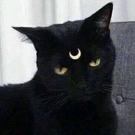 🐈🐈‍⬛