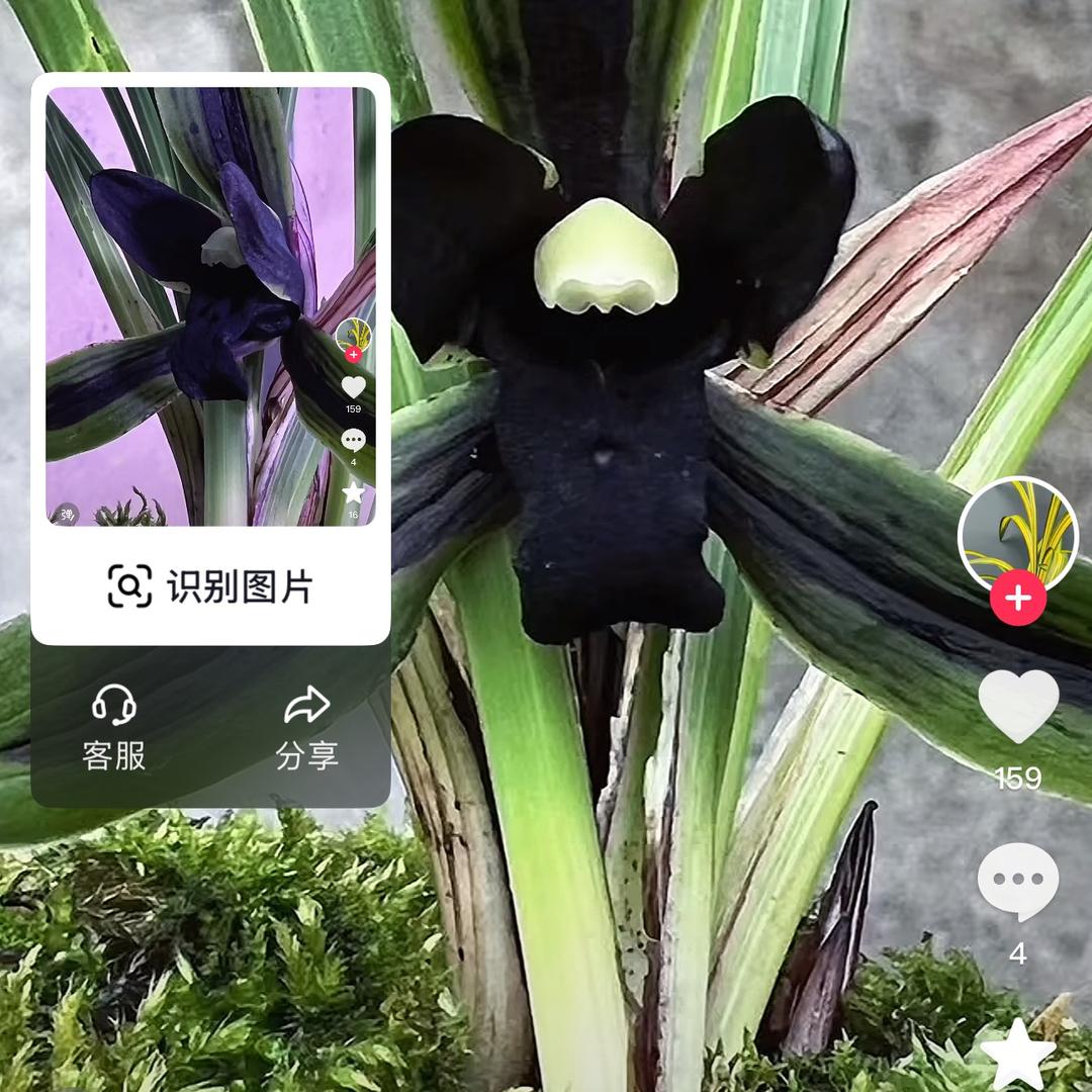 花香满面