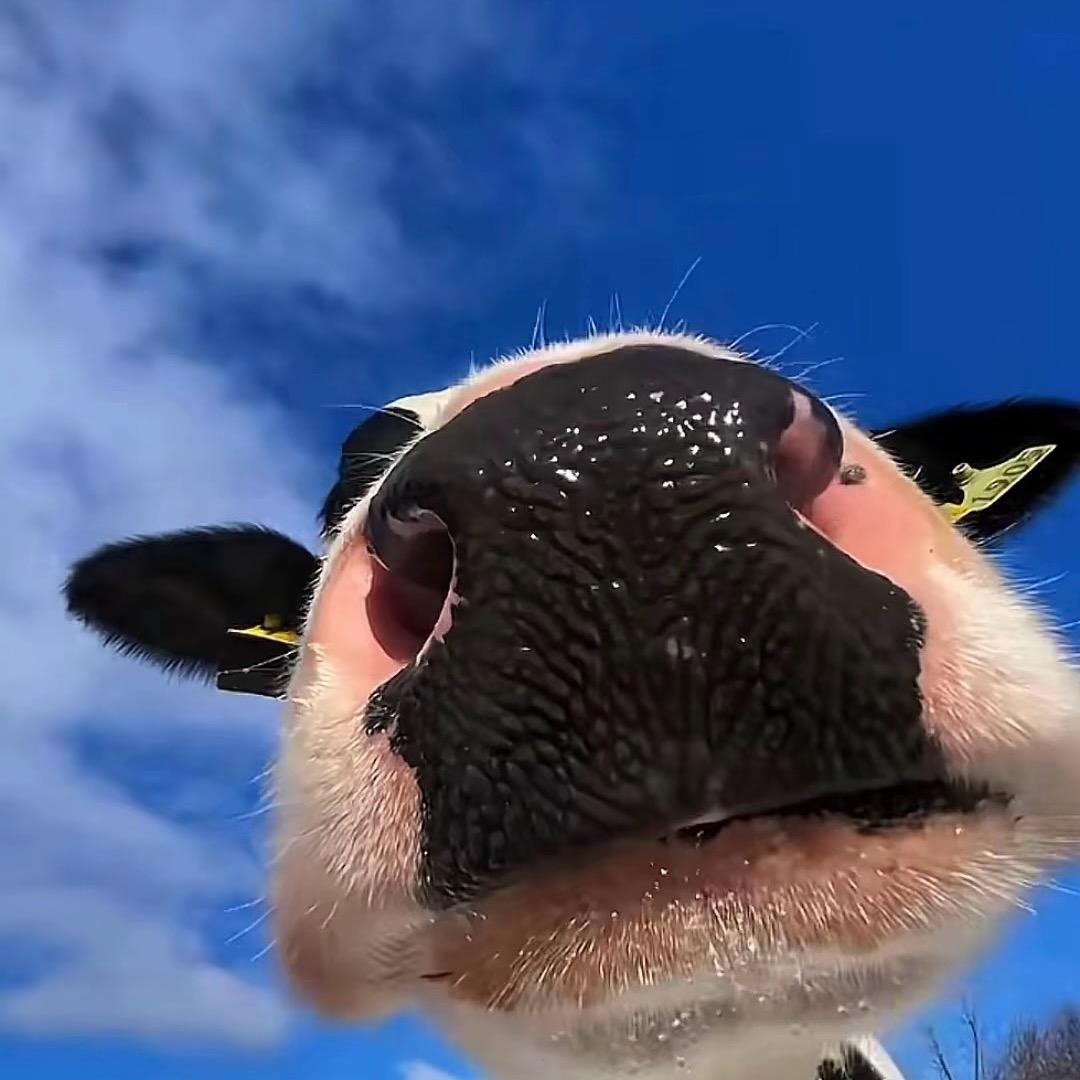 你摸过猪头吗
