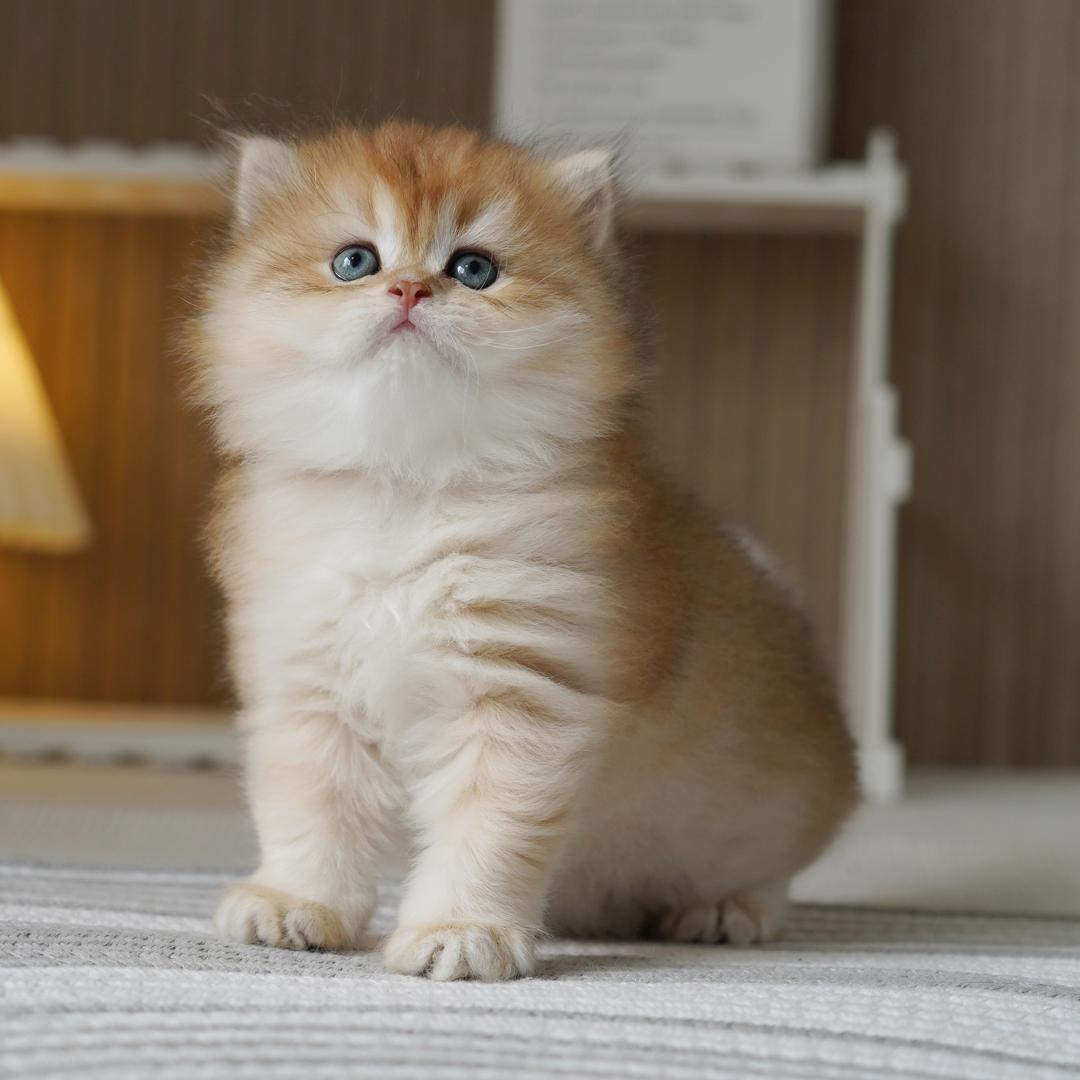 古德猫ing阿潘