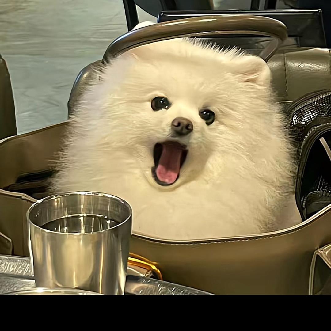 ૮꒰˶ฅ́˘ฅ̀˶꒱ა