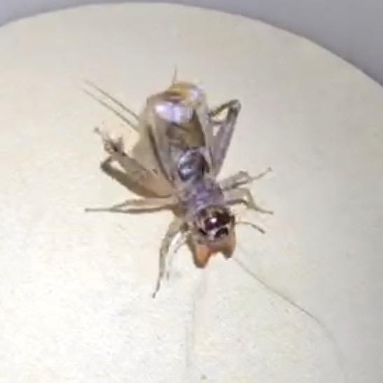 宁阳野生蟋蟀陈陈