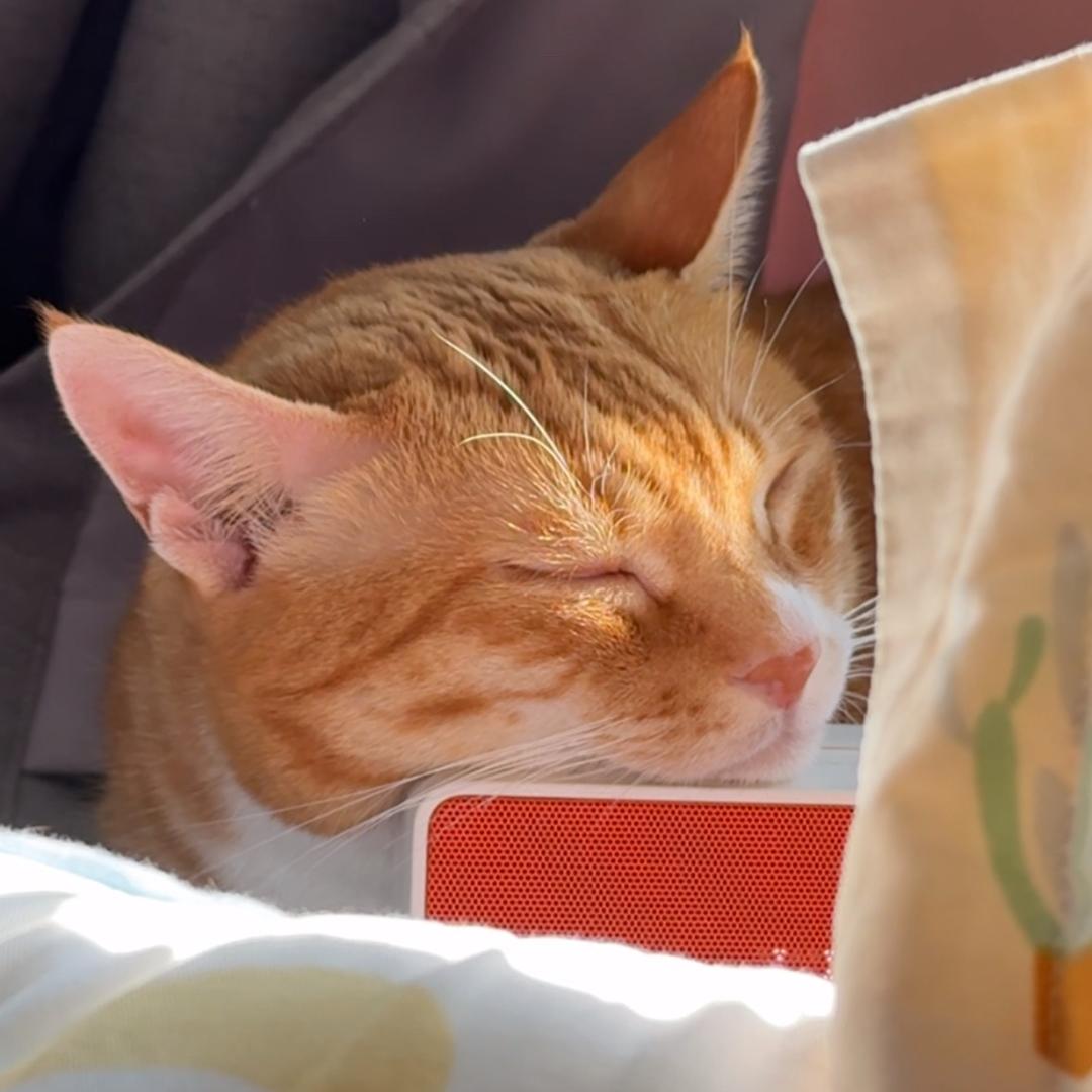 十六不胖🐱