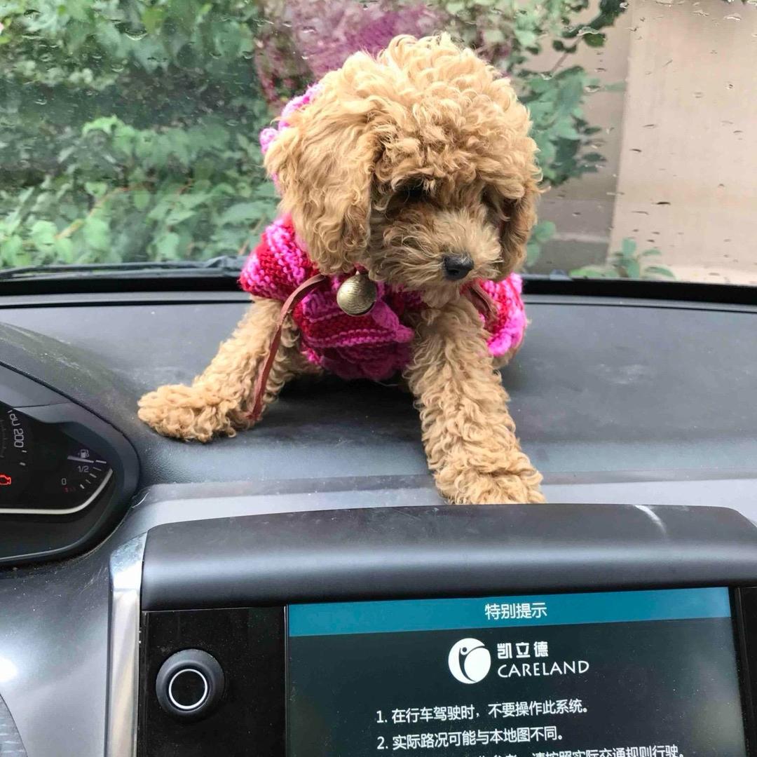 蚕豆🐶