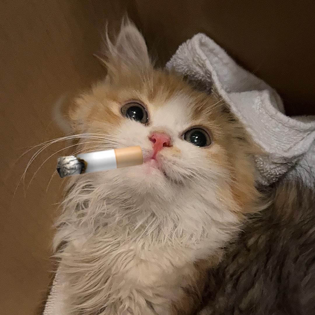 多多（恩师陈皮爆