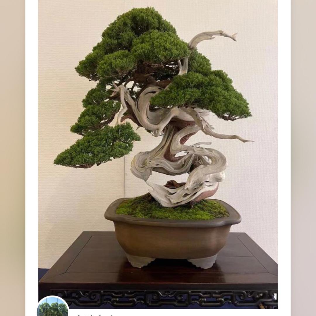 祥云阁·微盆景