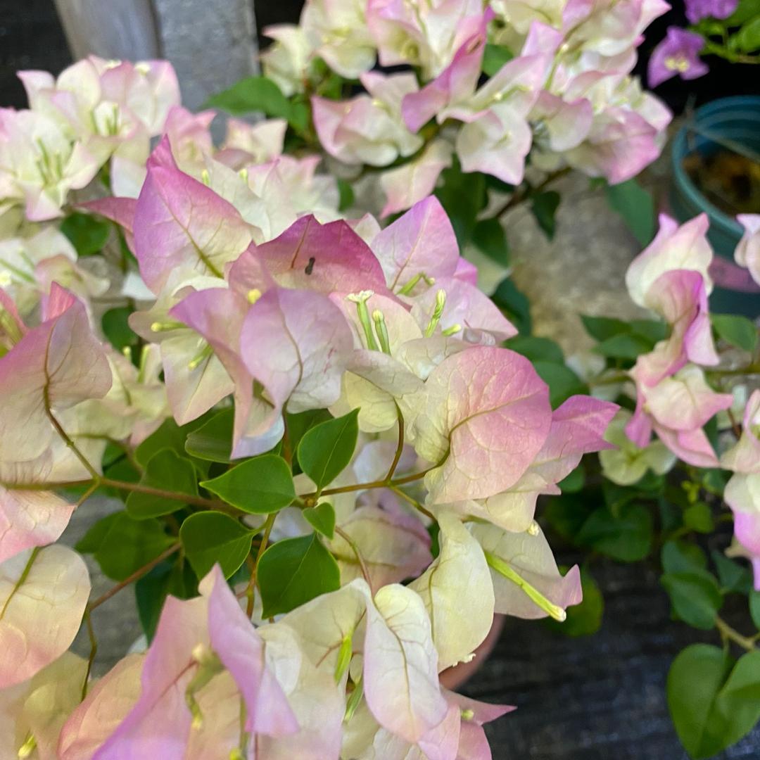 佰辰花卉