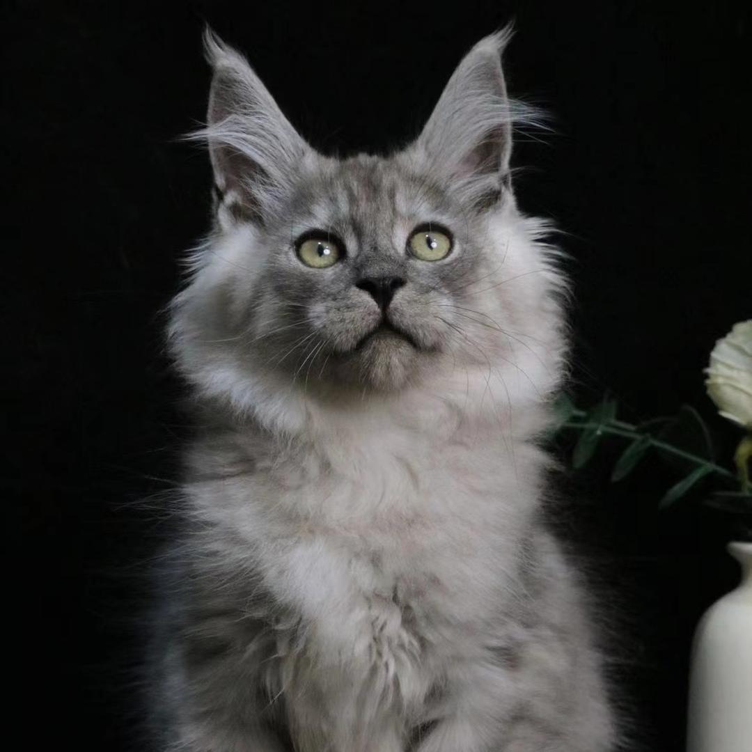 MICO  CATTERY🐈（莱恩）