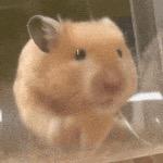 苞米