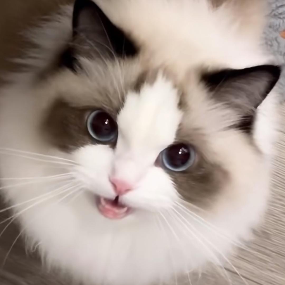 特特羊