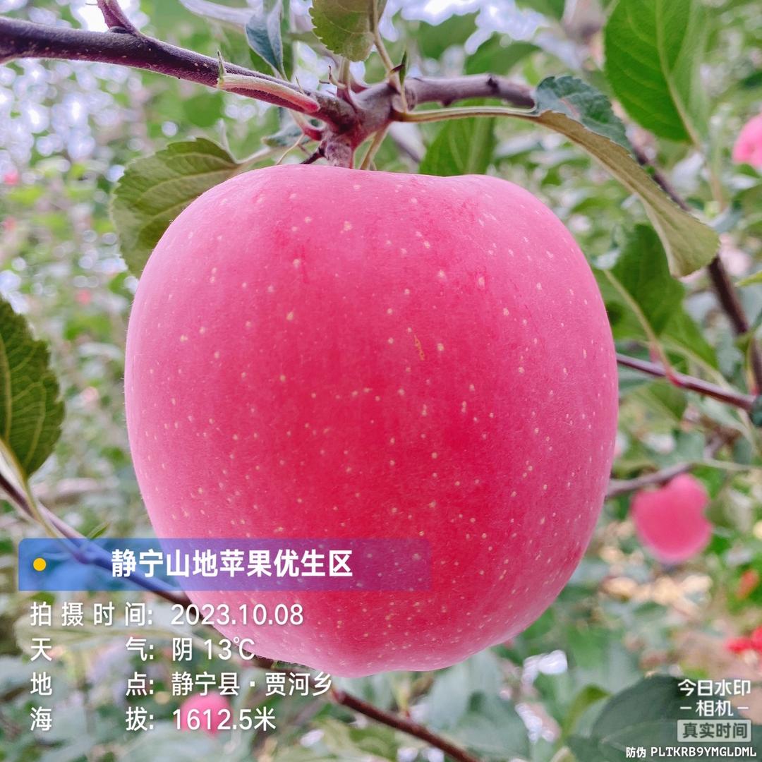 果树下的新农人