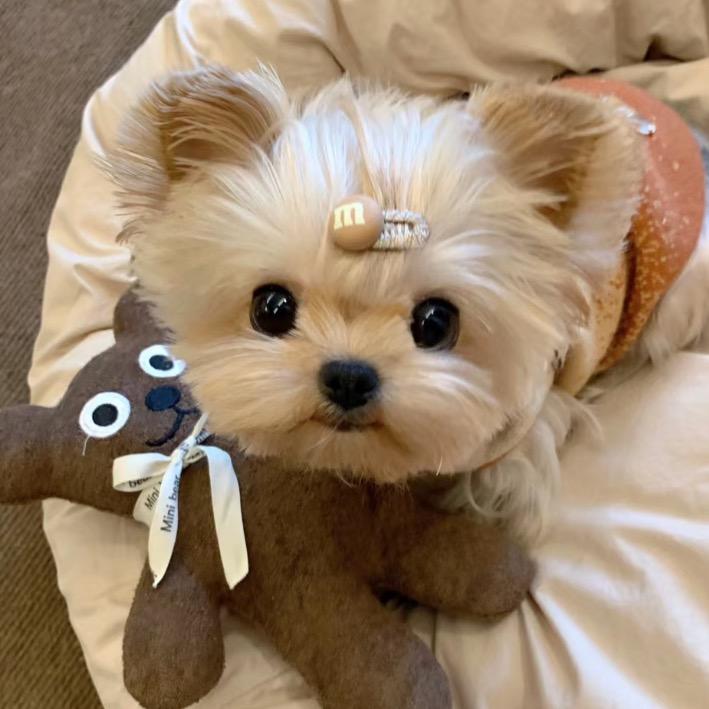 小🐟的包花日记