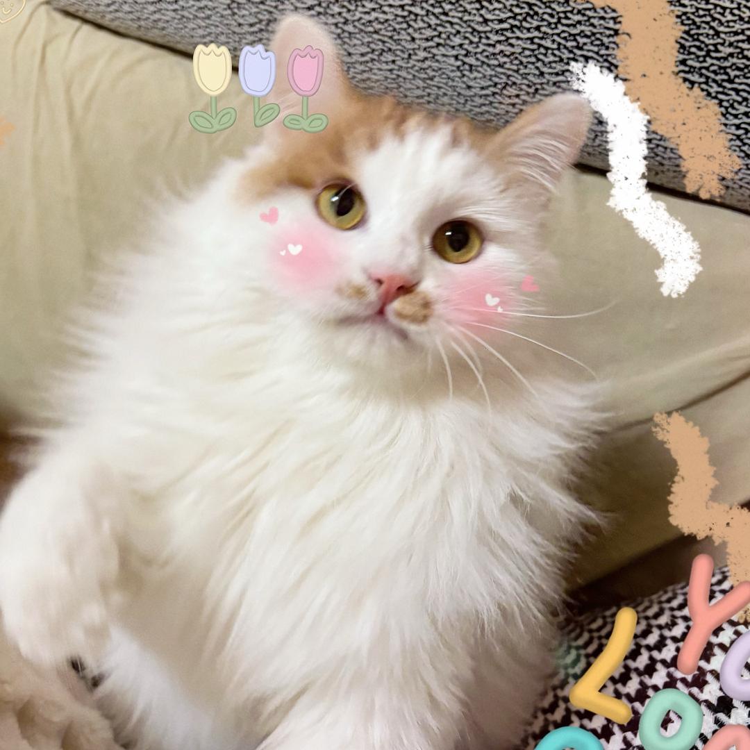 五只小猫咪