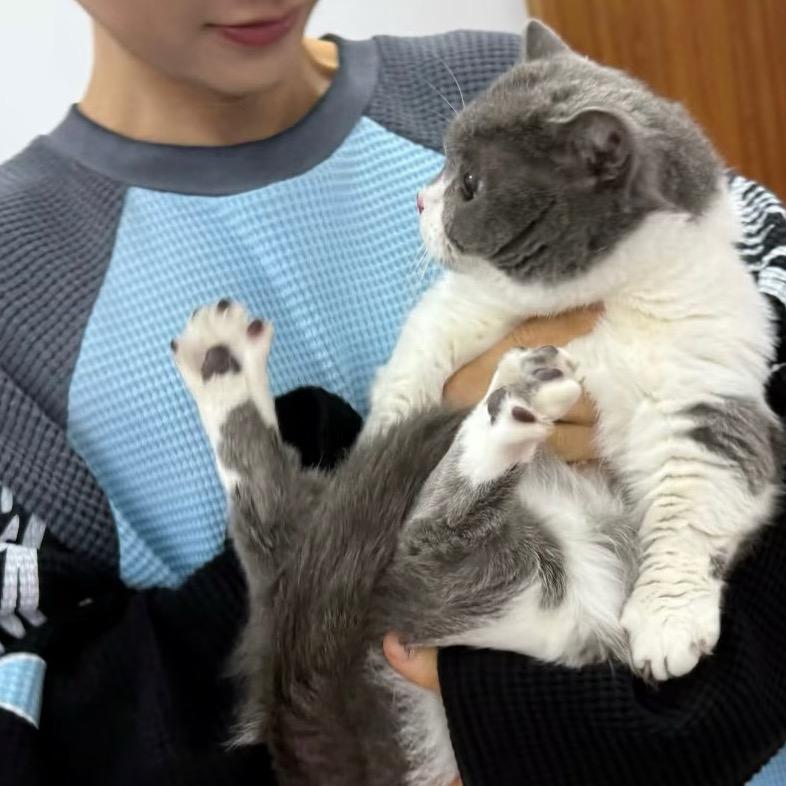 AAA坦克批发大角牛