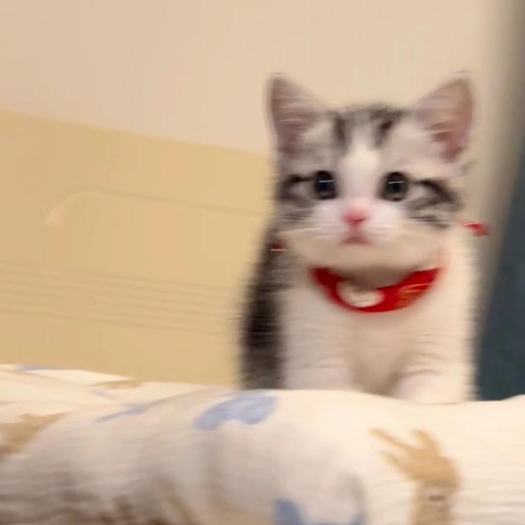 小猫不会写字