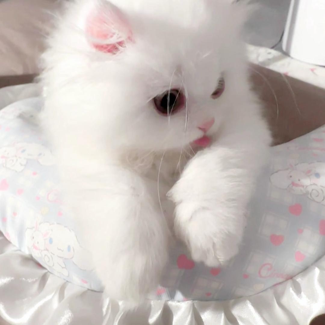 bb猪