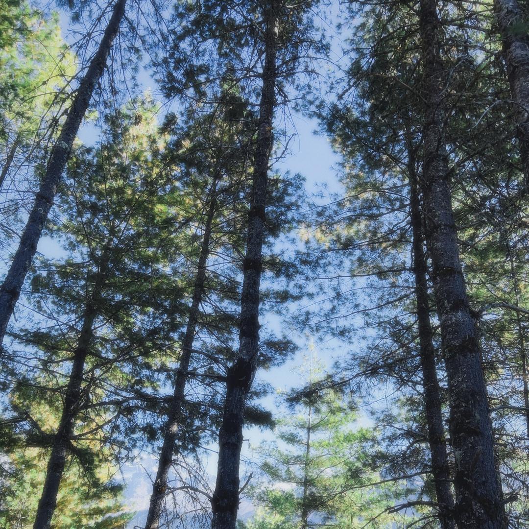 𝑺𝒂𝒏𝒈𝑫𝒂𝒏.🪷