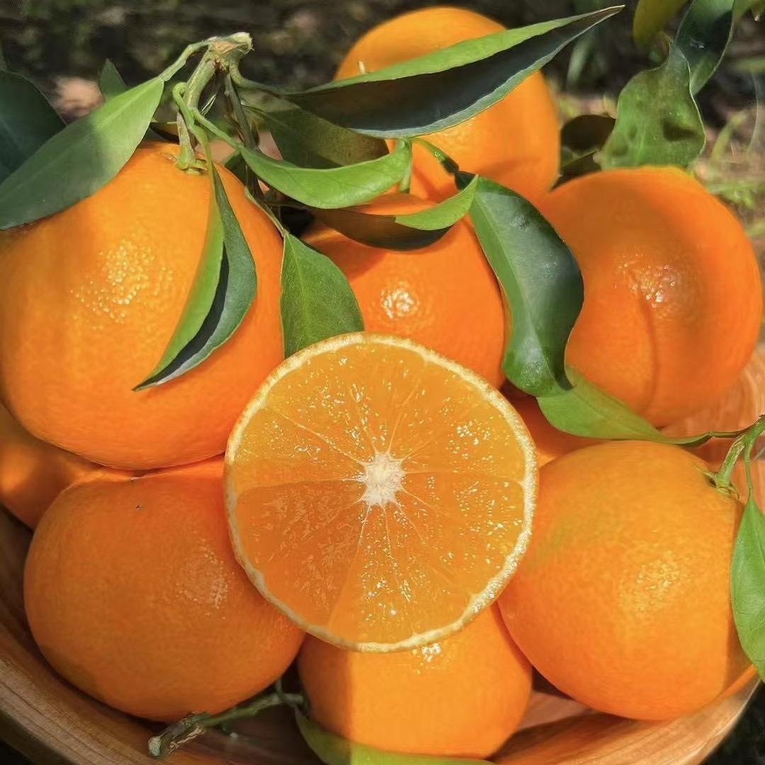 产地水果园【橱窗可下单】