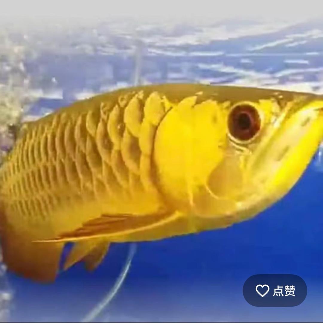 ꧔ꦿ᭄國贇꧔ꦿ᭄