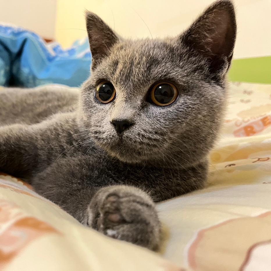 皮皮是只大肥喵