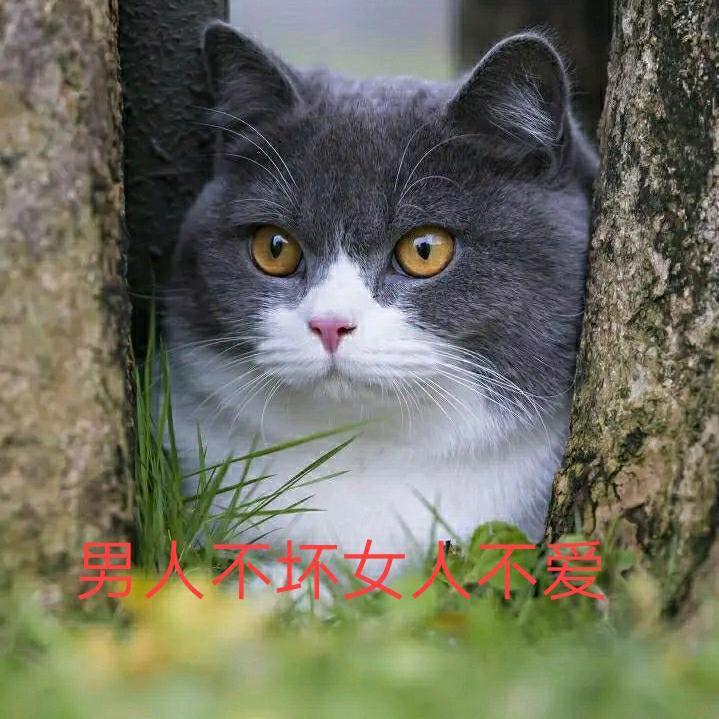 老猫哥