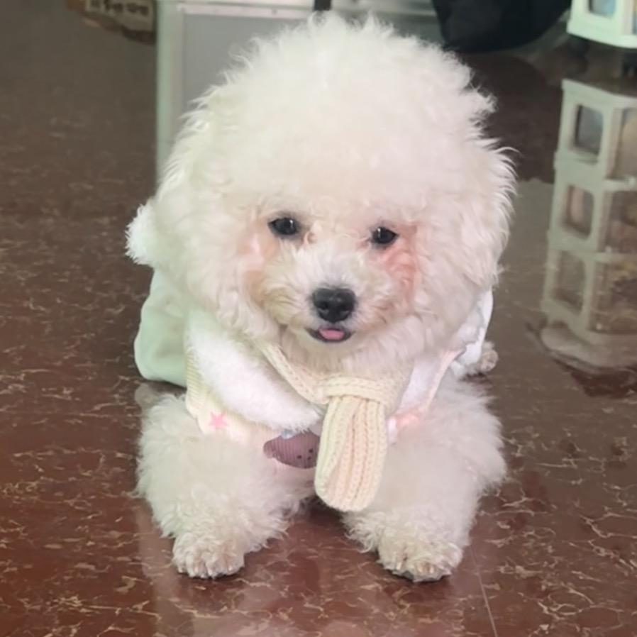 粥粥是只小比熊