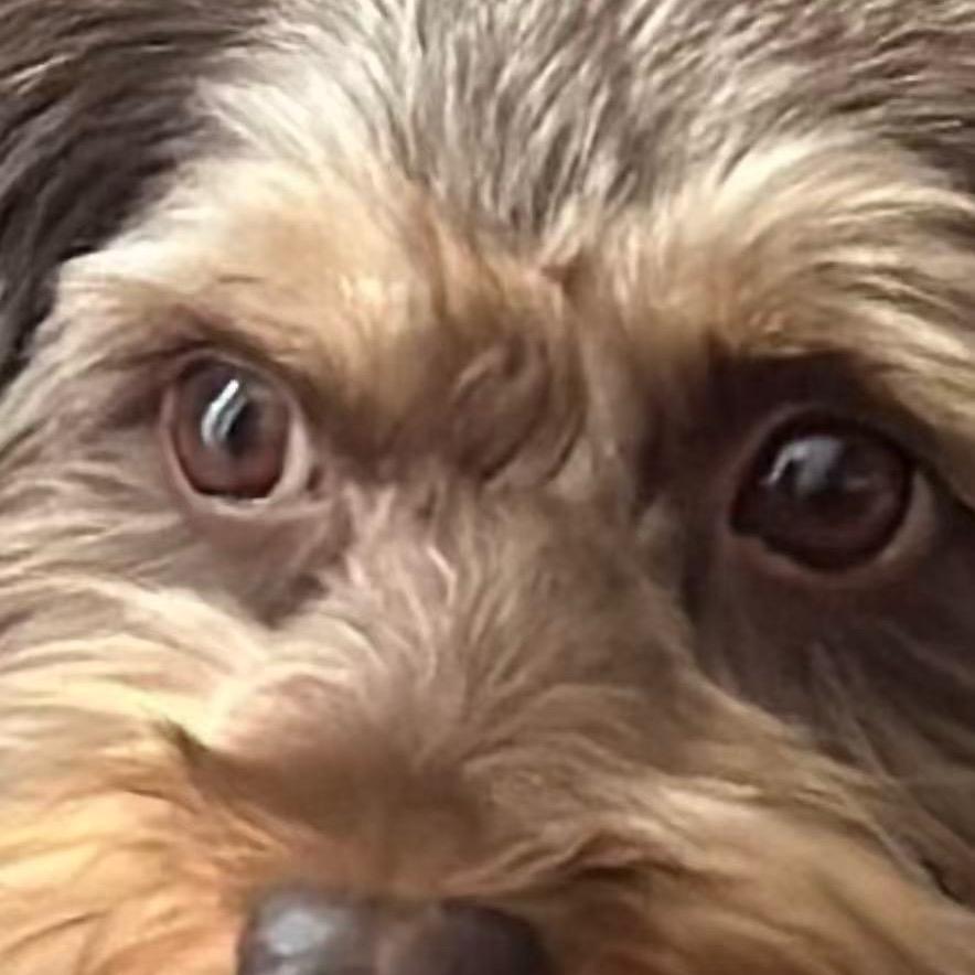 卡爾是Ollie他爹