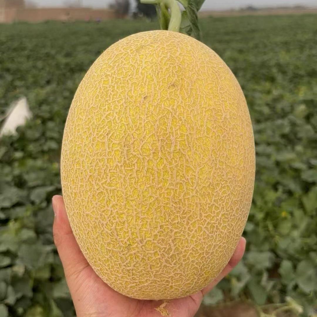 新疆崇山鲜果次日da