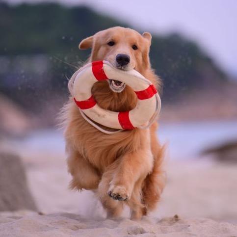 爱犬仔仔