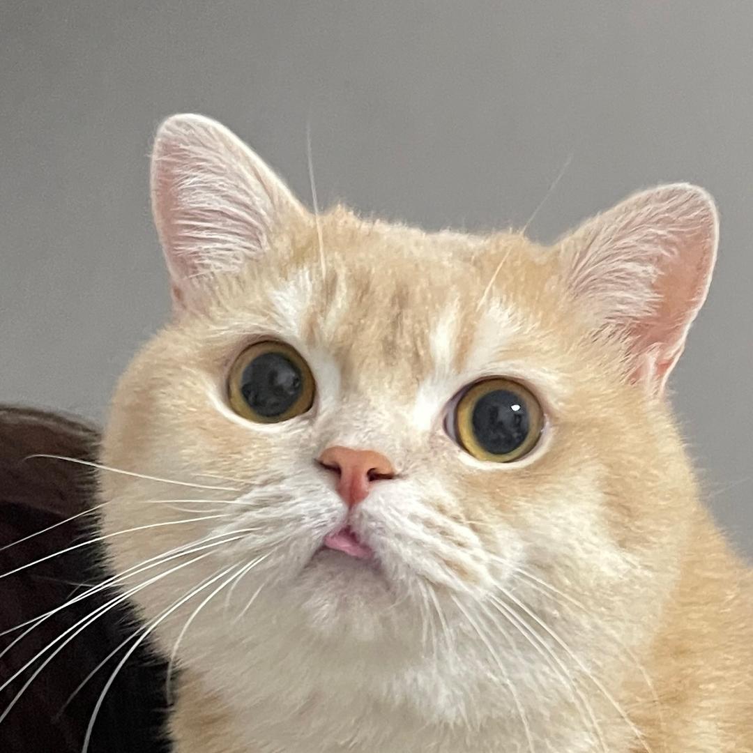 曼仔和她的小猫