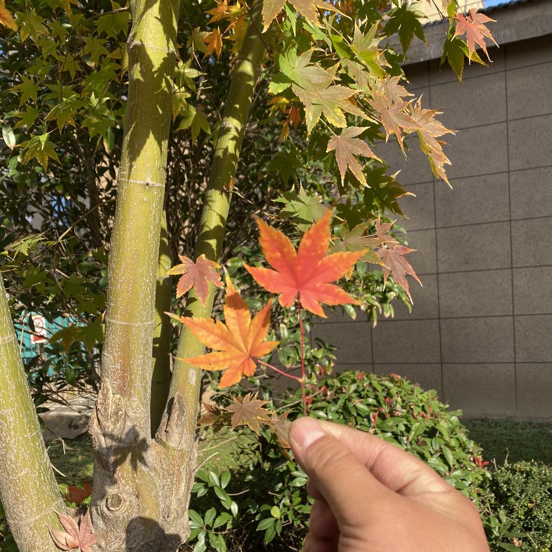 品来春花卉园艺