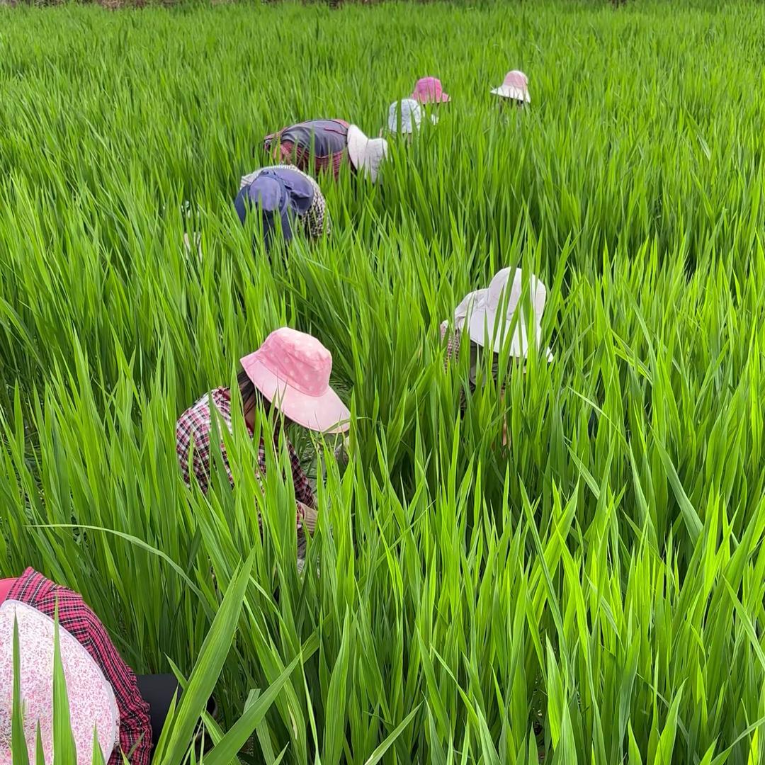 农业生产有智慧