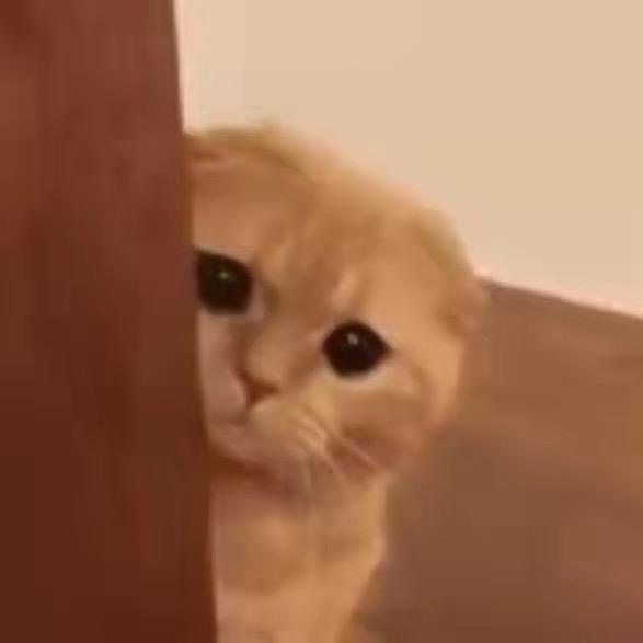 咕噜是夜猫子