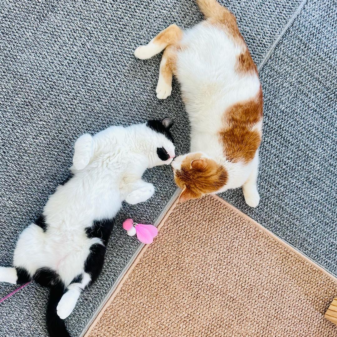 喵三十和橘四喜