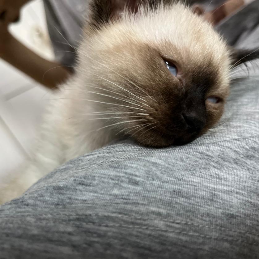 猫妈之子郑大钱