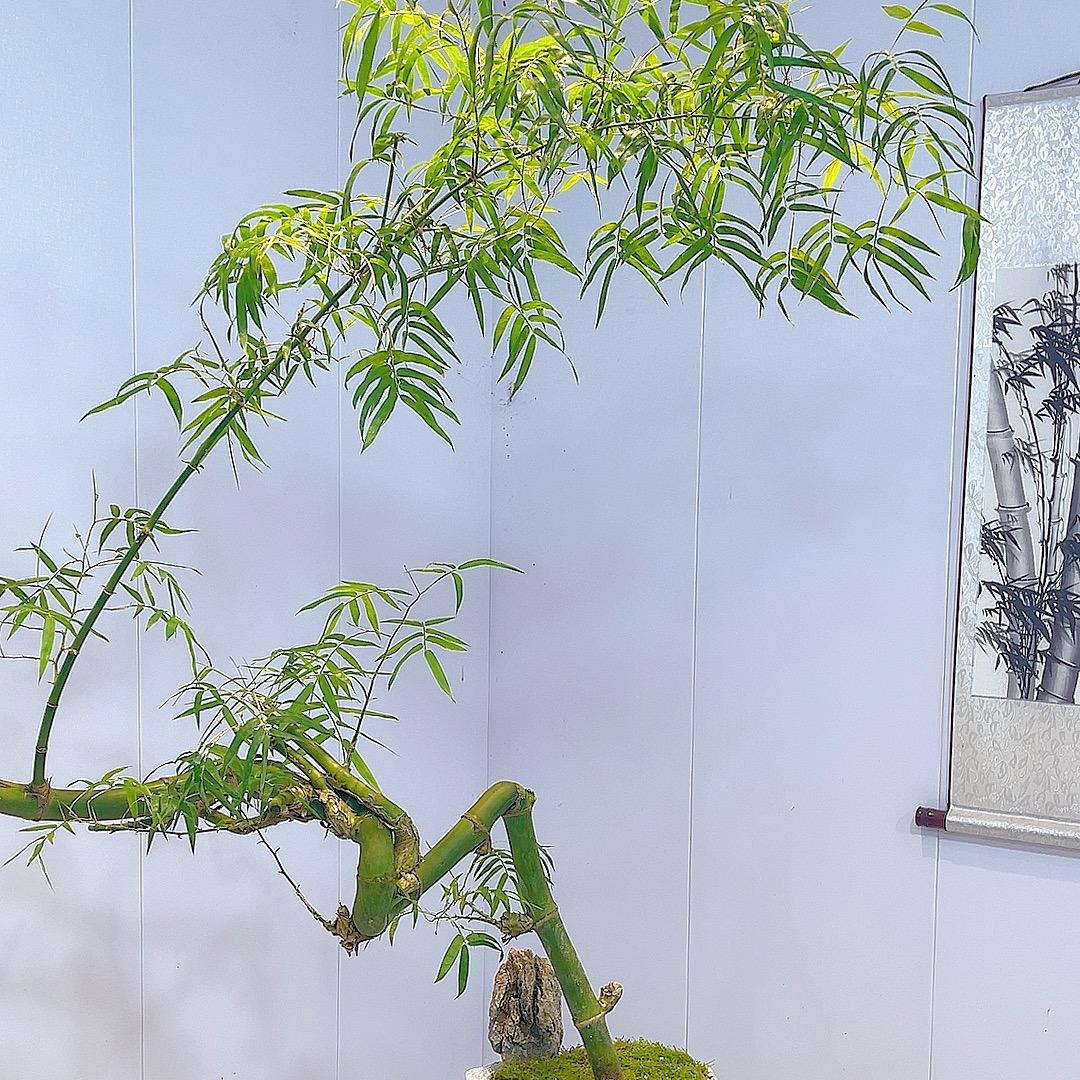 今喜竹盆景